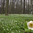 Buschwindröschen (Anemone nemorosa)