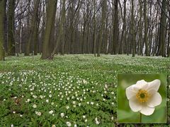 Buschwindröschen (Anemone nemorosa)