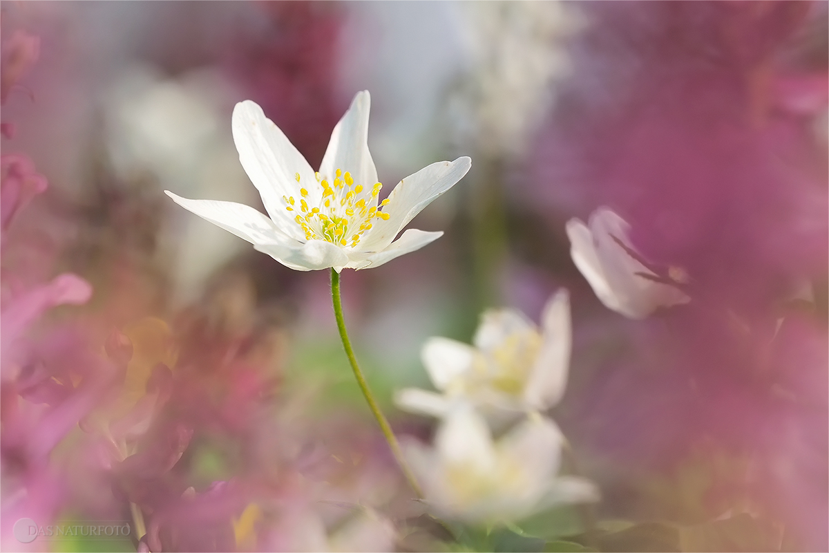 Buschwindröschen (Anemone nemorosa)