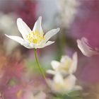 Buschwindröschen (Anemone nemorosa)