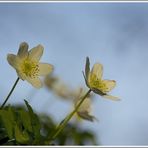 Buschwindröschen (Anemone nemorosa) in der Abendsonne