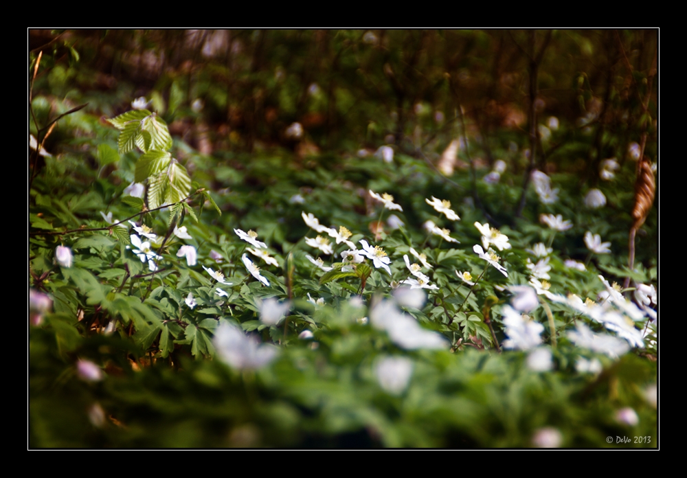 Buschwindröschen, Anemonen