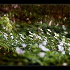 Buschwindröschen, Anemonen