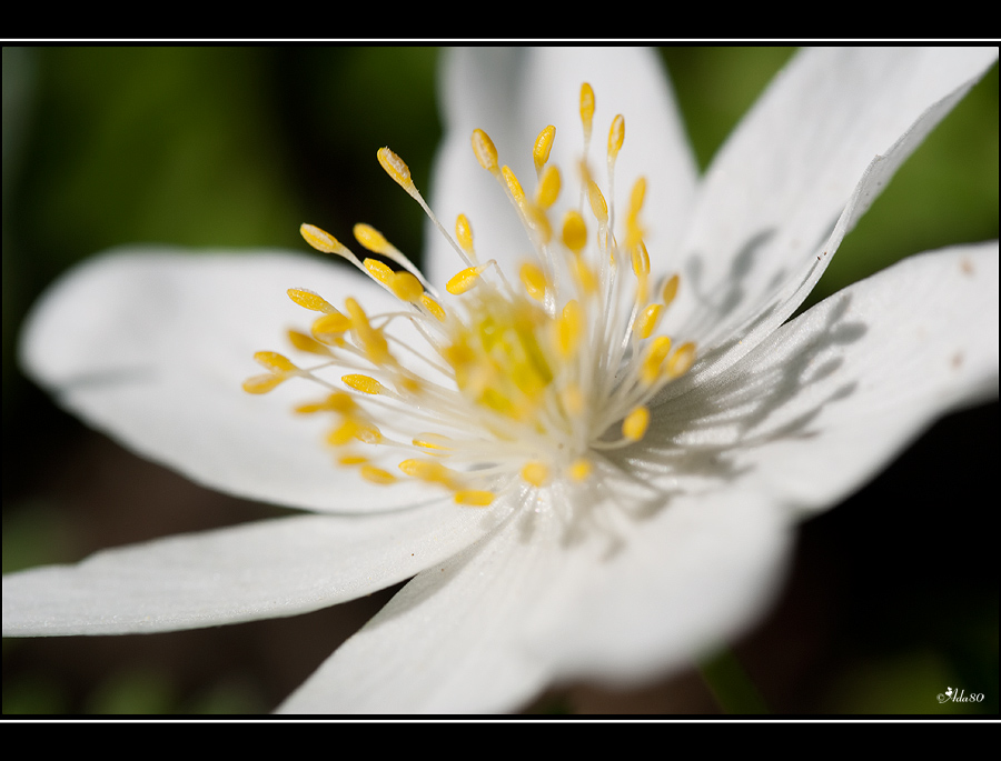 ~Buschwindröschen~