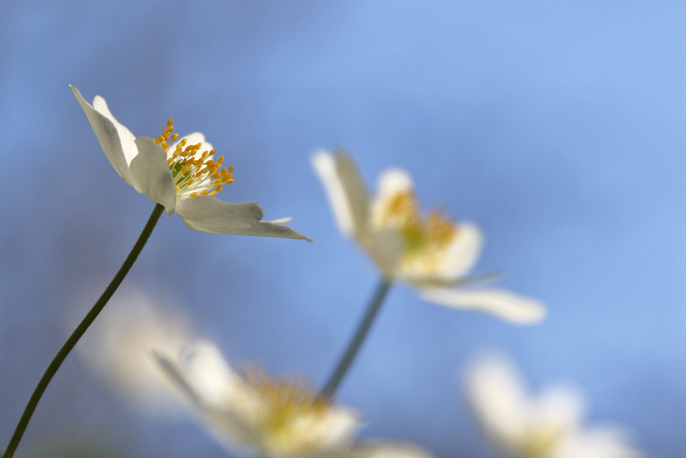 Buschwindröschen begrüßen den Frühling