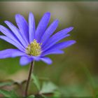 Buschwindröschen blau 2