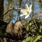 Buschwindröschen