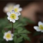 Buschwindröschen