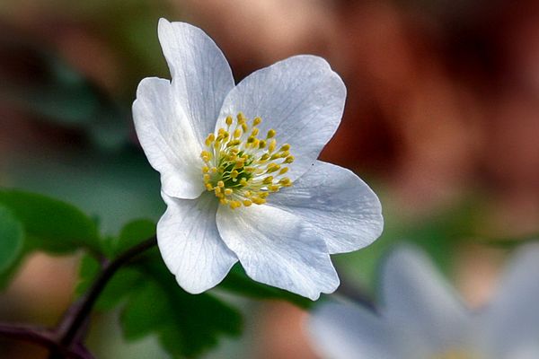 Buschwindröschen....