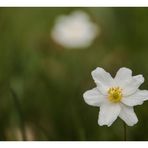 Buschwindröschen