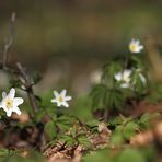 Buschwindröschen