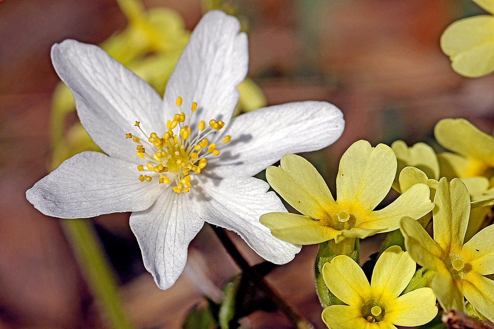 Buschwindröschen dicht bei einer Schlüsselblume