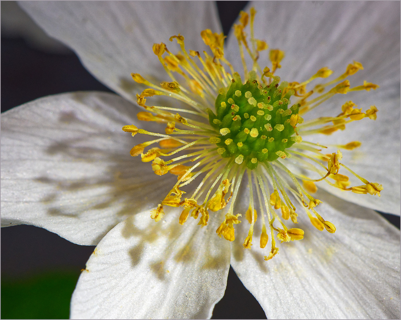 Buschwindröschen, die Seele der Blüte