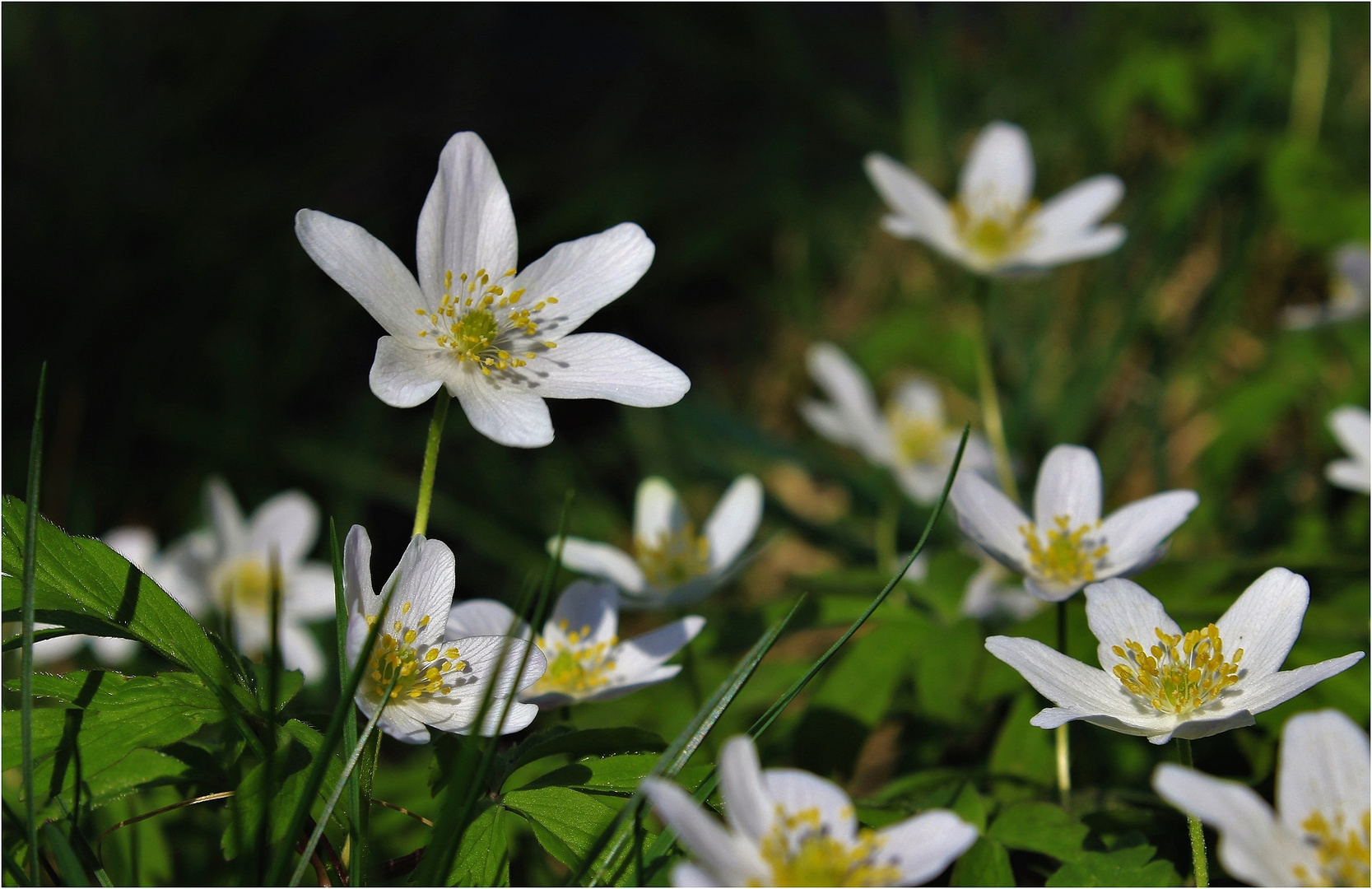 Buschwindröschen Foto & Bild | frühling, giftig, pflanzen Bilder auf fotocommunity