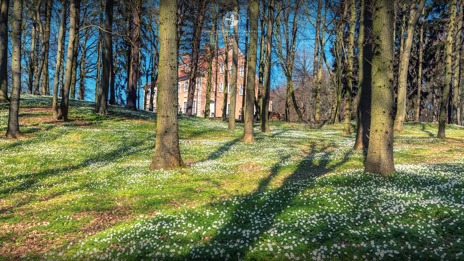 - Buschwindröschen -