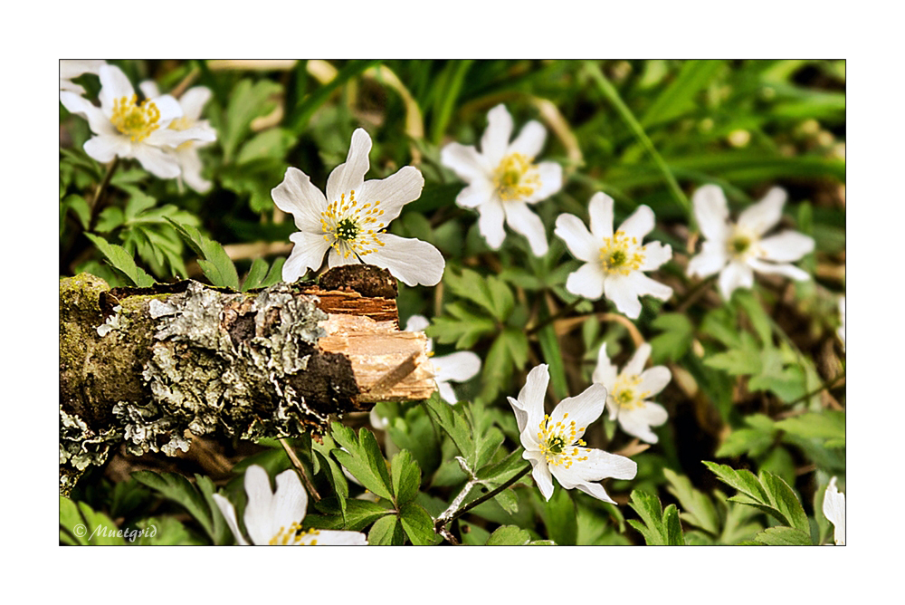 ~ Buschwindröschen ~