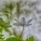 Buschwindröschen - ein wenig anders