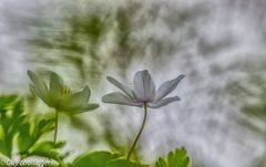 Buschwindröschen - ein wenig anders