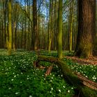 Buschwindröschen