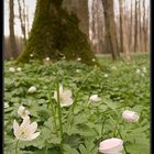 Buschwindröschen