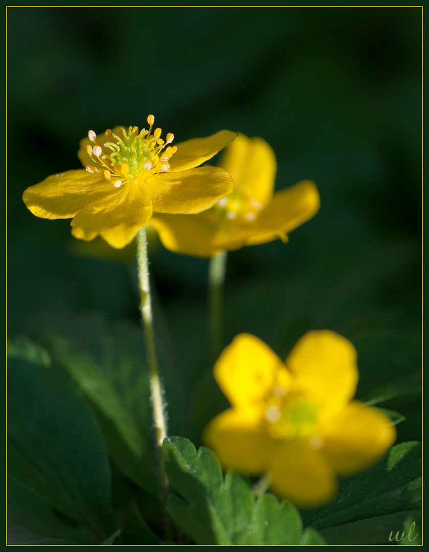 Buschwindröschen gelb (Anemone ranunculoides)