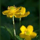 Buschwindröschen gelb (Anemone ranunculoides)