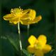 Buschwindrschen gelb (Anemone ranunculoides)