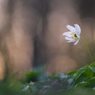 ___Buschwindröschen im Abendlicht________