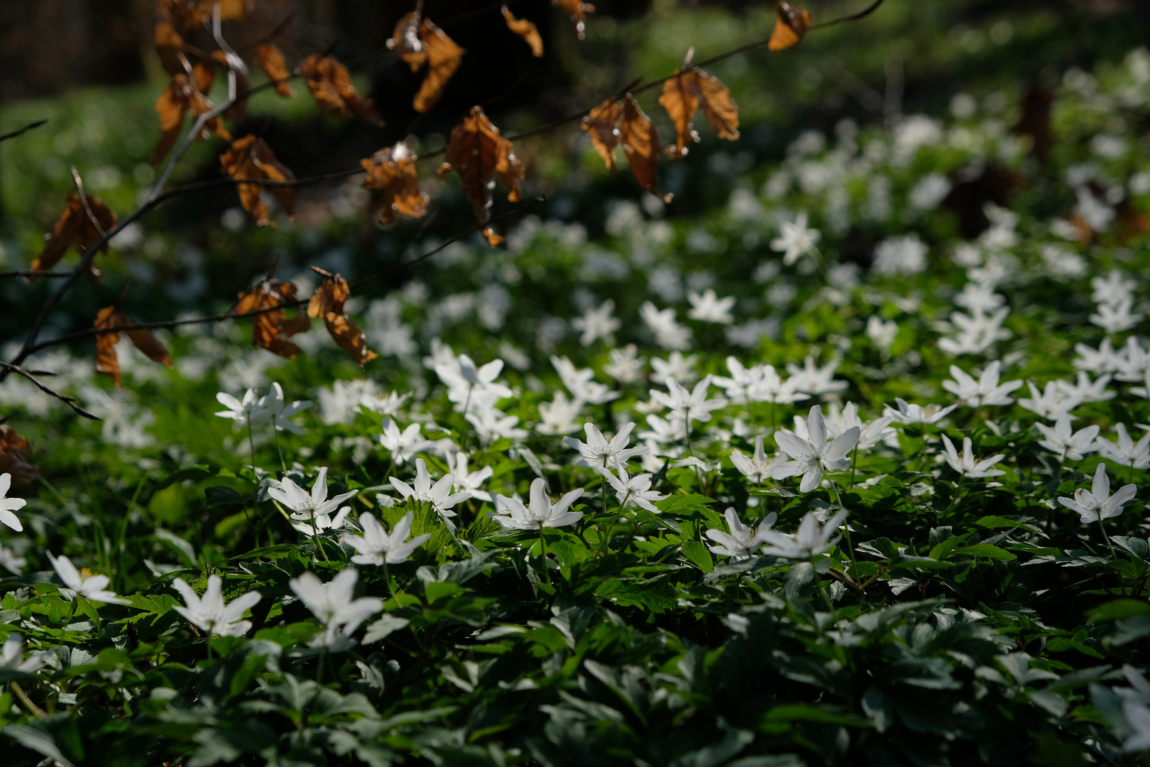 Buschwindröschen im April