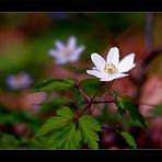 Buschwindröschen im Bienwald....