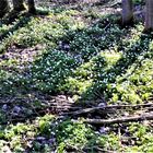 Buschwindröschen im Birkenwald