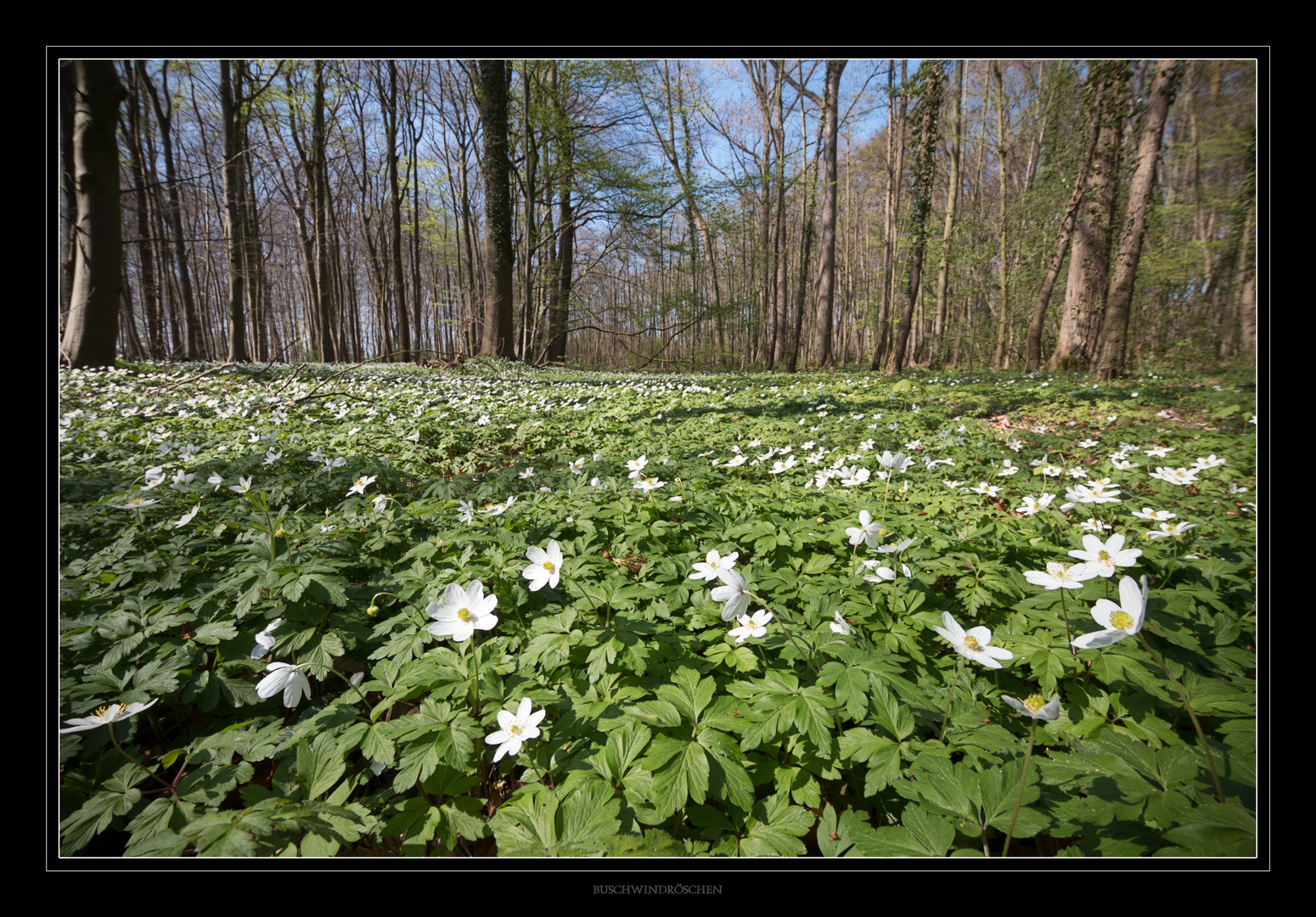 Buschwindröschen im Buchenwald