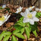 Buschwindröschen im Frühlingslicht