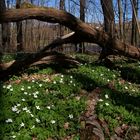 Buschwindröschen im Frühlingswald