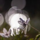 Buschwindröschen im Gegegenlicht