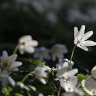 Buschwindröschen im Gegenlicht