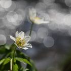 Buschwindröschen im Gegenlicht