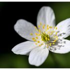 Buschwindröschen im Hainich