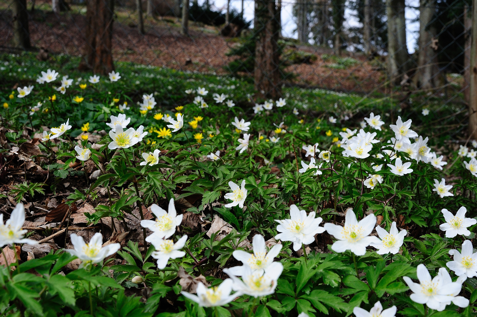 Buschwindröschen im Kurpark von Bad Wildbad