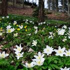 Buschwindröschen im Kurpark von Bad Wildbad