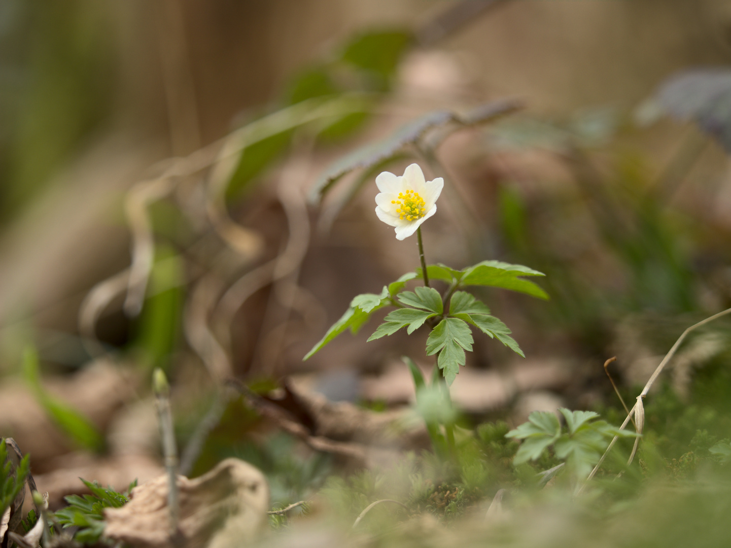 Buschwindröschen im Lauterbachtal