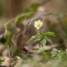 Buschwindröschen im Lauterbachtal