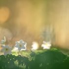 Buschwindröschen im lichten Wald