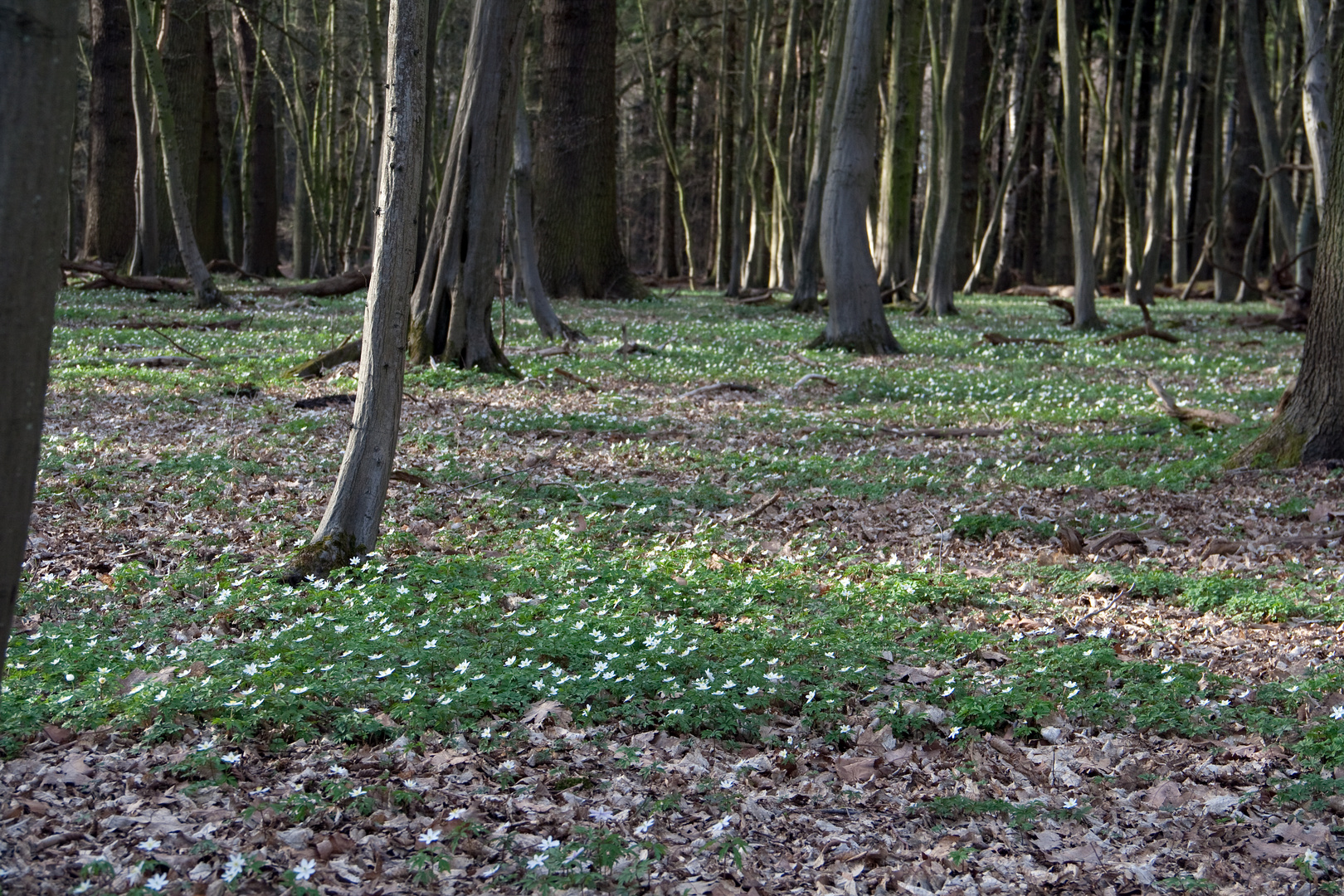 Buschwindröschen im Lindenberger Wald