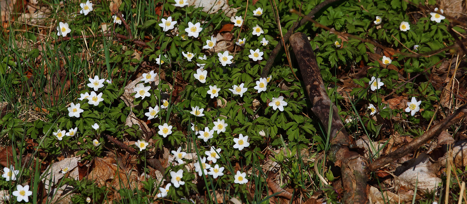 Buschwindröschen im mittleren Osterzgebirge vom 27.03. 2022