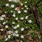 Buschwindröschen im mittleren Osterzgebirge vom 27.03. 2022