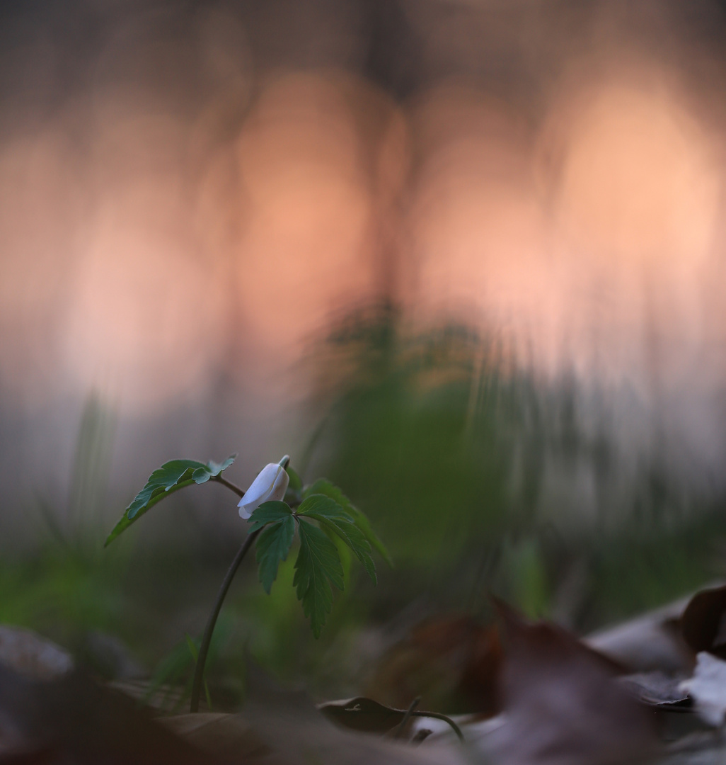 Buschwindröschen im Morgenlicht