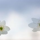 Buschwindröschen im siebten Himmel