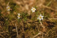 Buschwindröschen im Wald