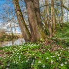 Buschwindröschen im Wald